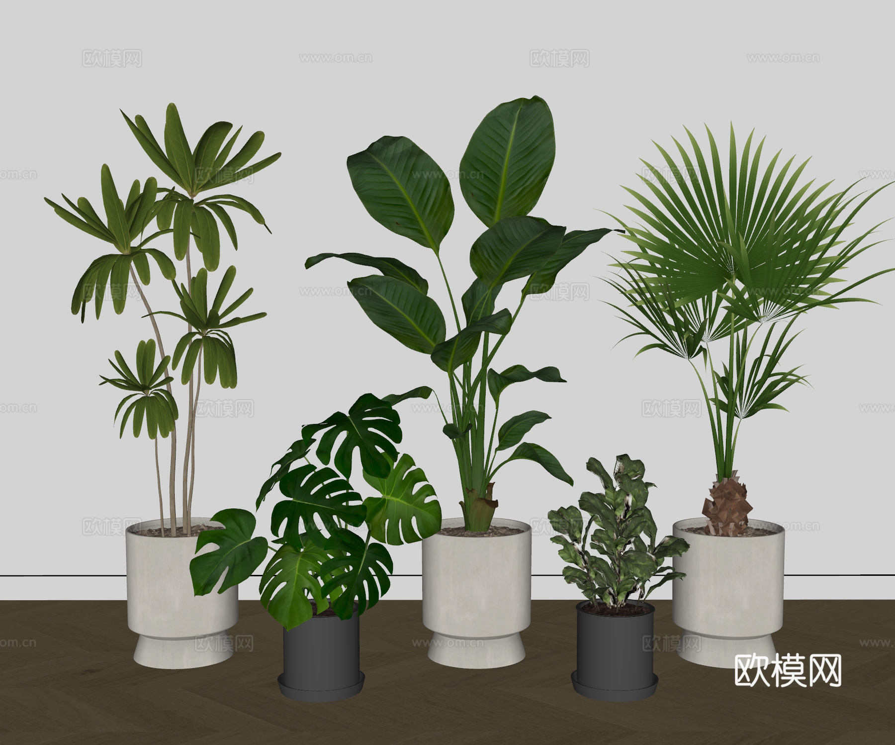 现代盆栽植物  天堂鸟 大叶蒲葵 绿叶朱蕉 龟背竹su模型