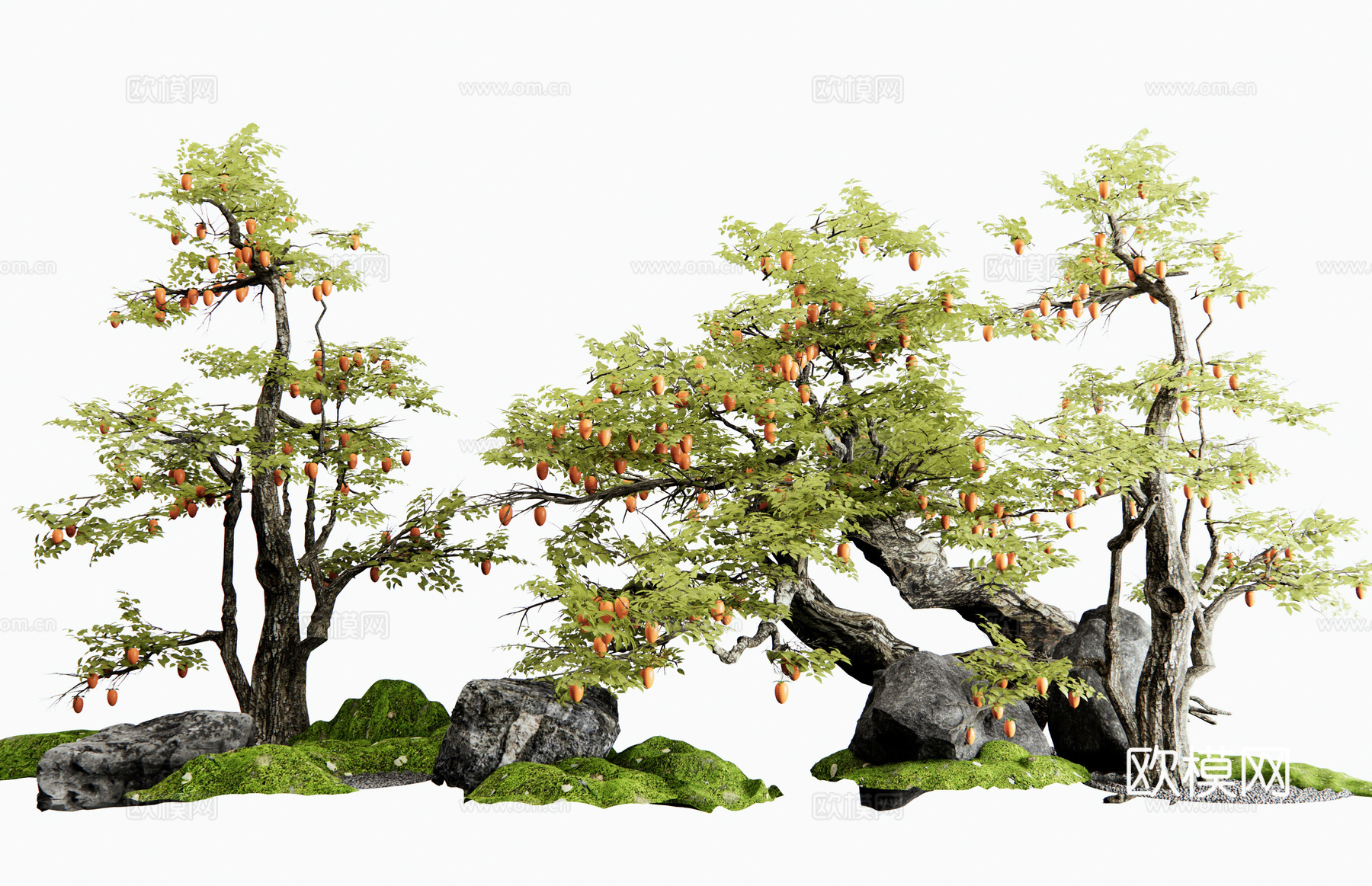 新中式柿子树 景观树 乔木 老桩果树 石头 微地形 苔藓景观3d模型