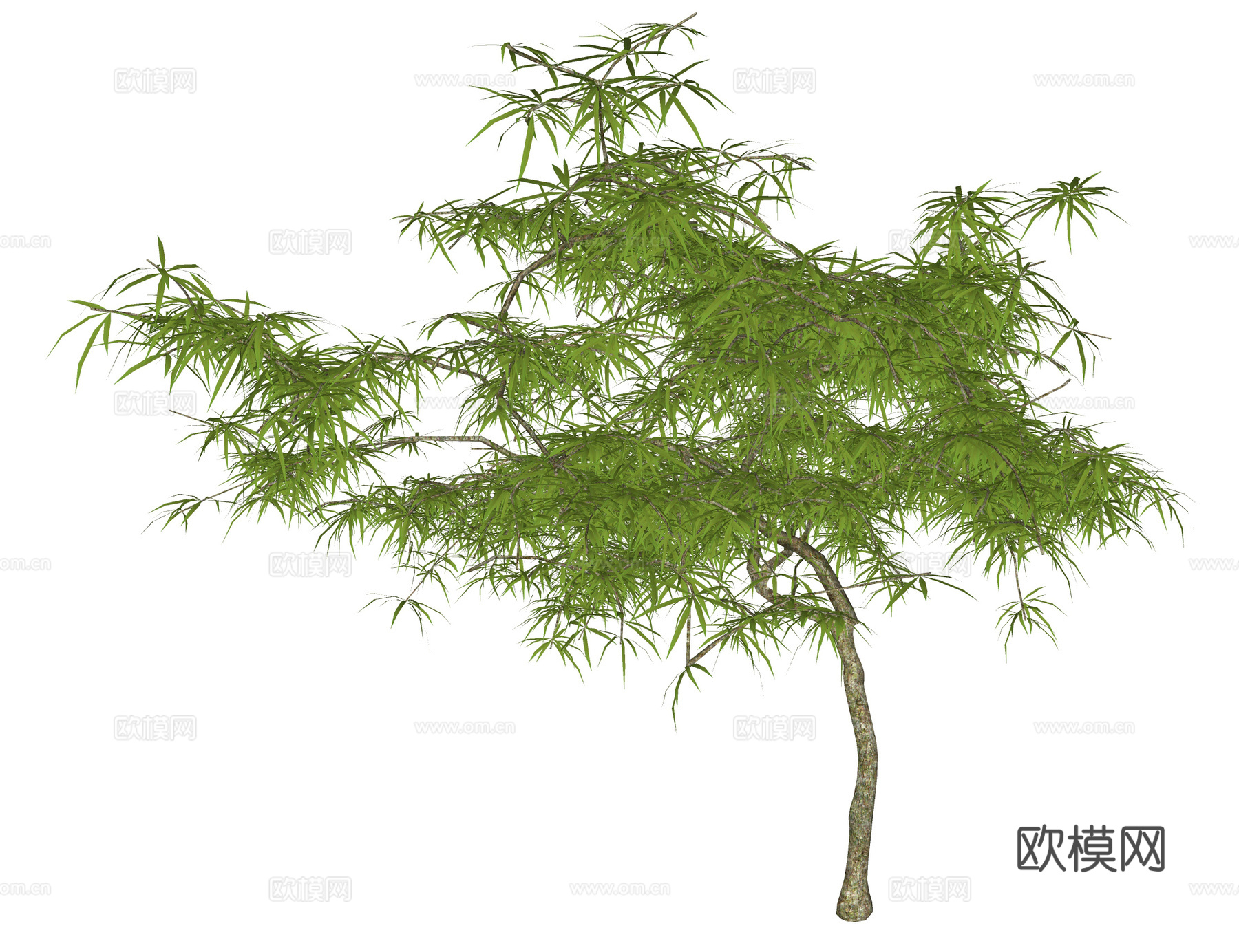 新中式景观树 乔木 羽毛枫 枫树su模型