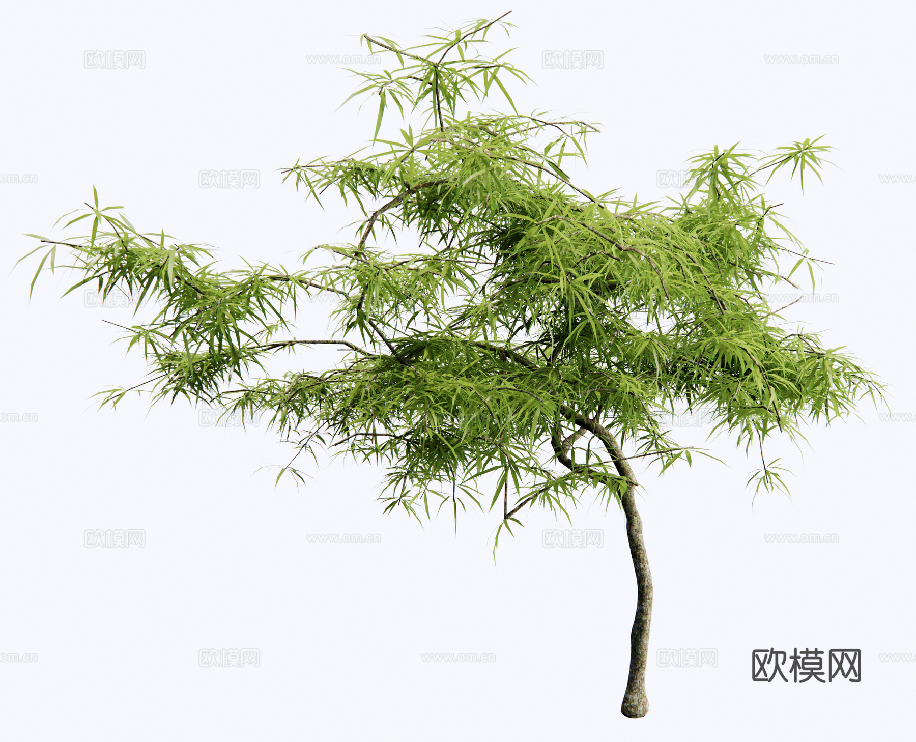 新中式景观树 乔木 羽毛枫 枫树3d模型