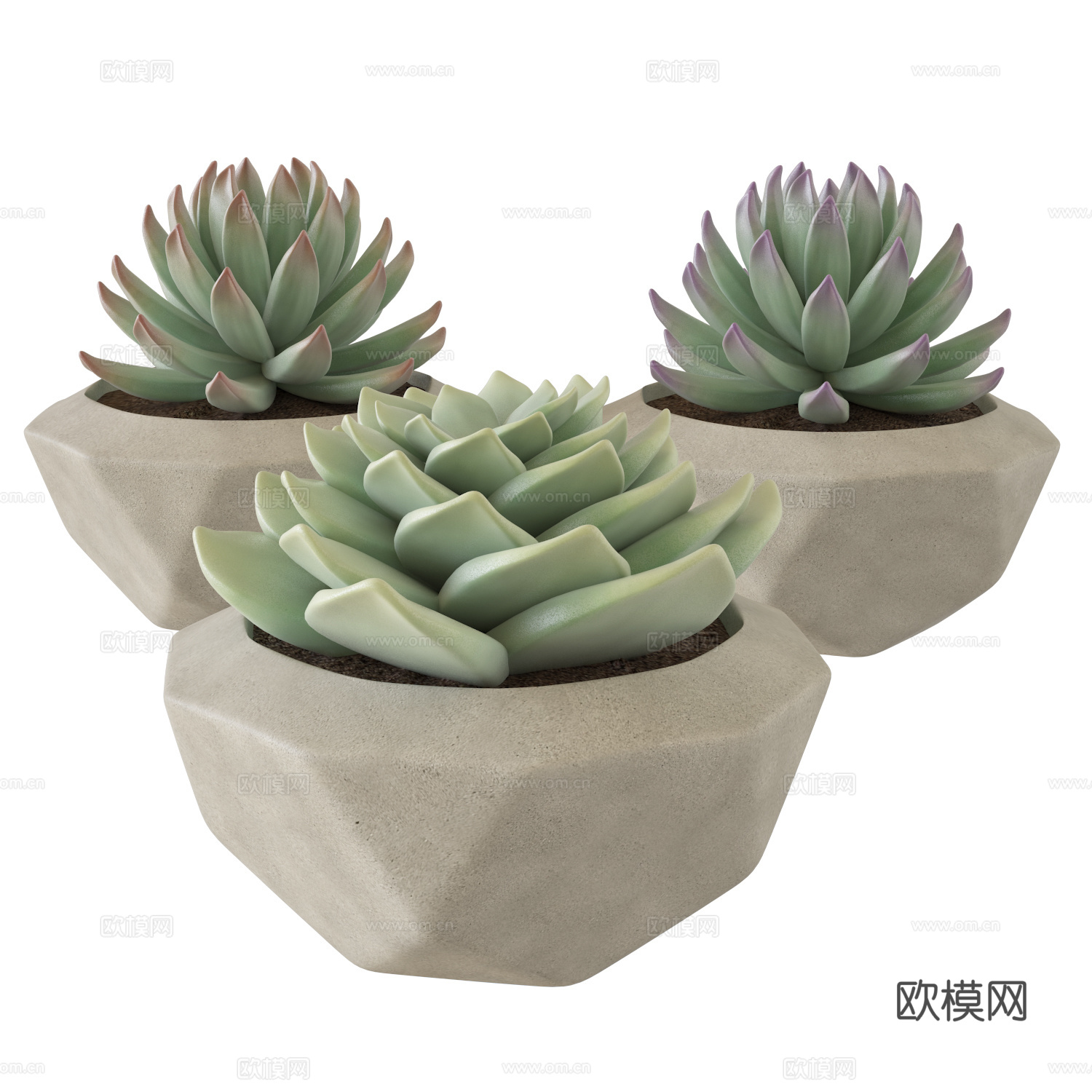 多肉盆栽3d模型