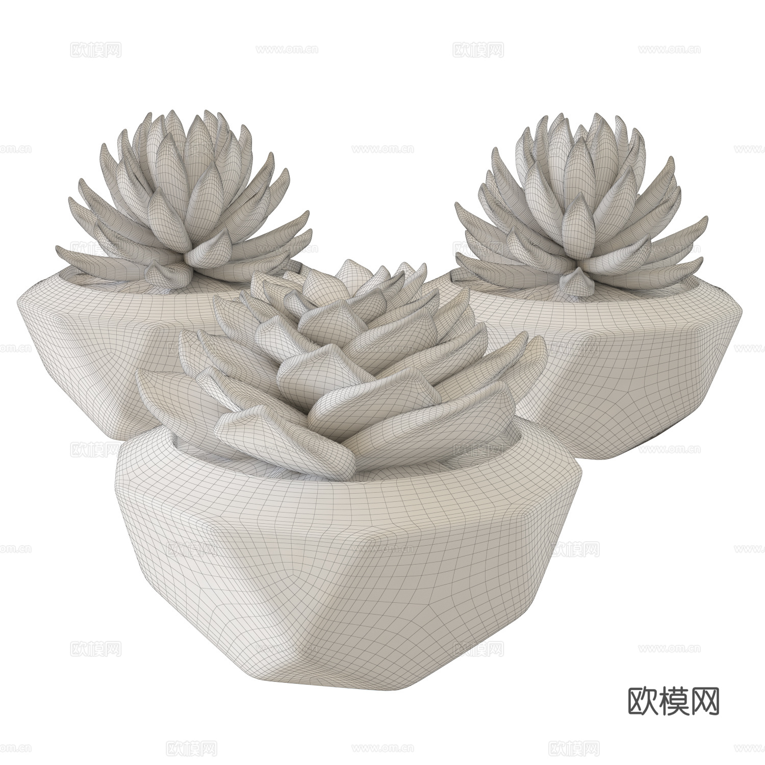 多肉盆栽3d模型