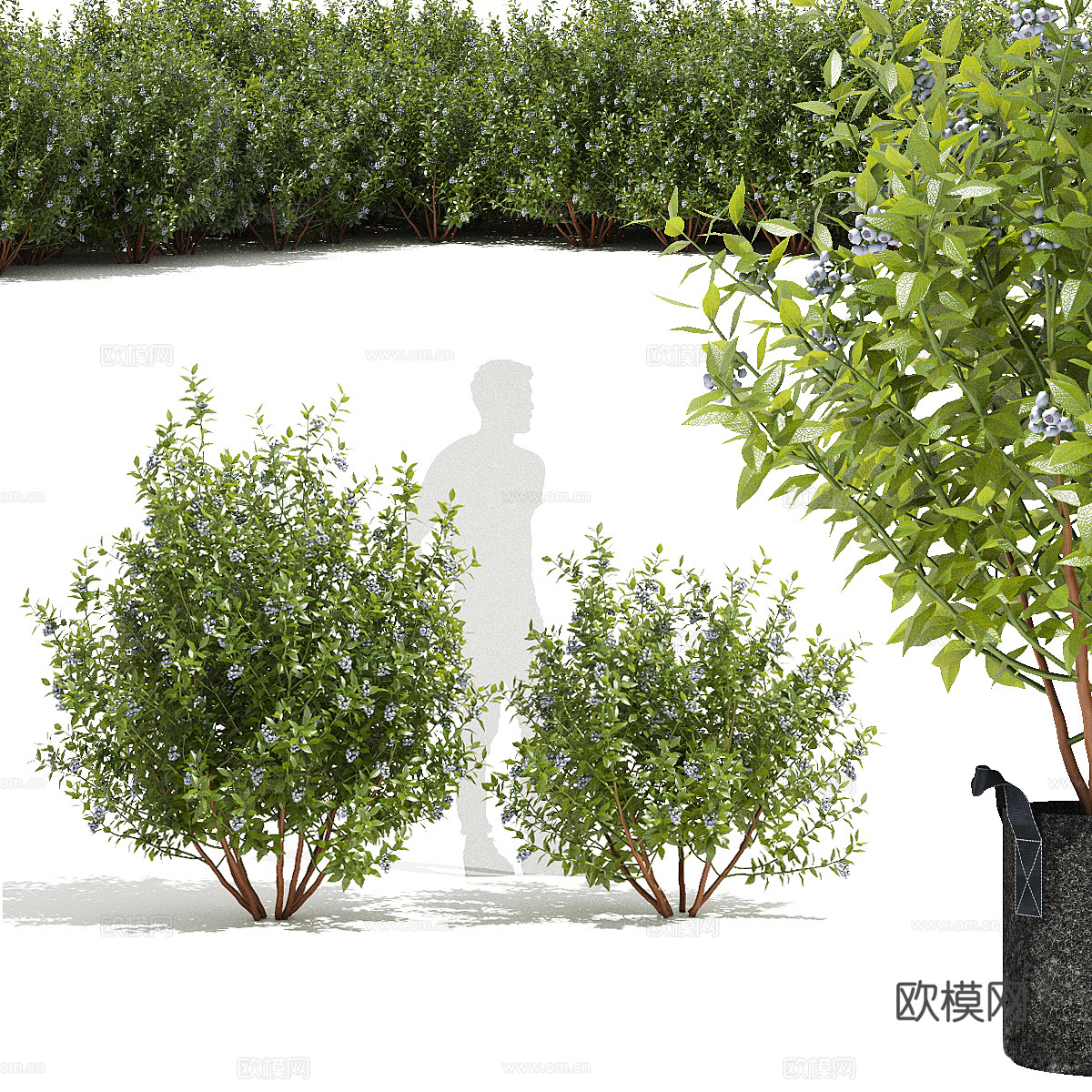 蓝莓树3d模型