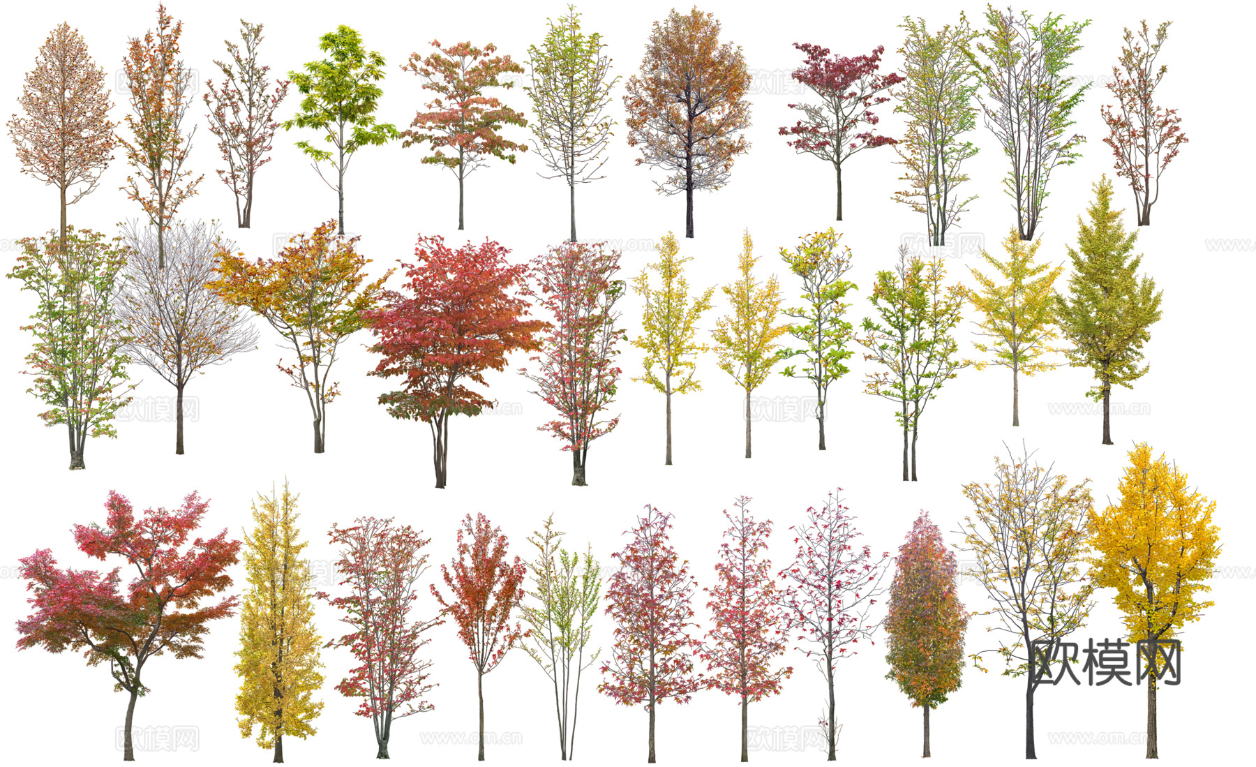 行道树 景观树 乔木下载