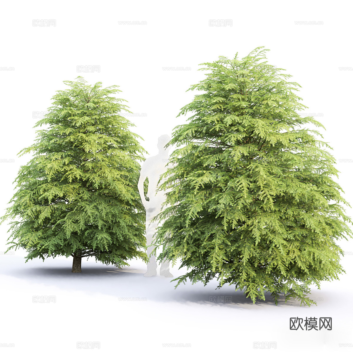树 大树 云杉3d模型