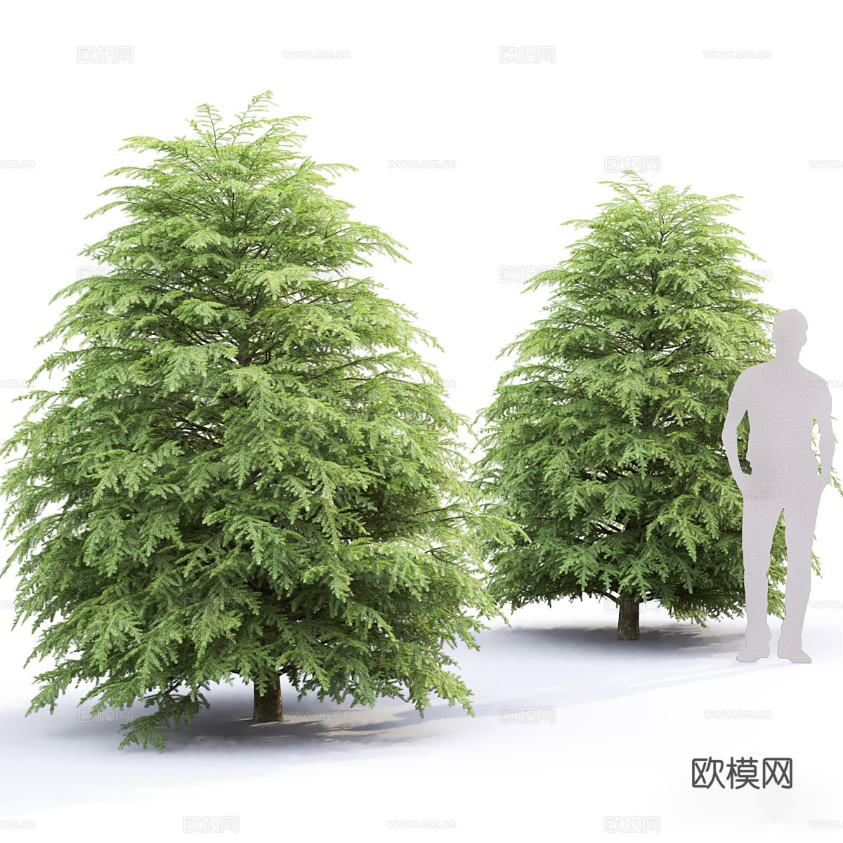 树 大树 云杉3d模型