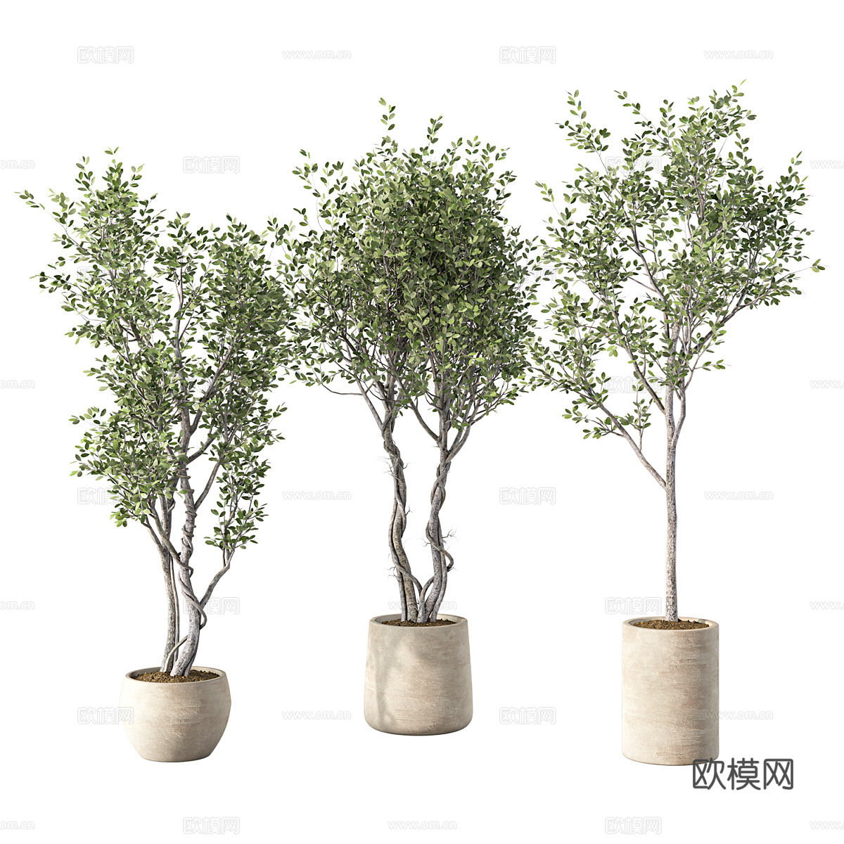 新中式侘寂橄榄树绿植盆栽3d模型
