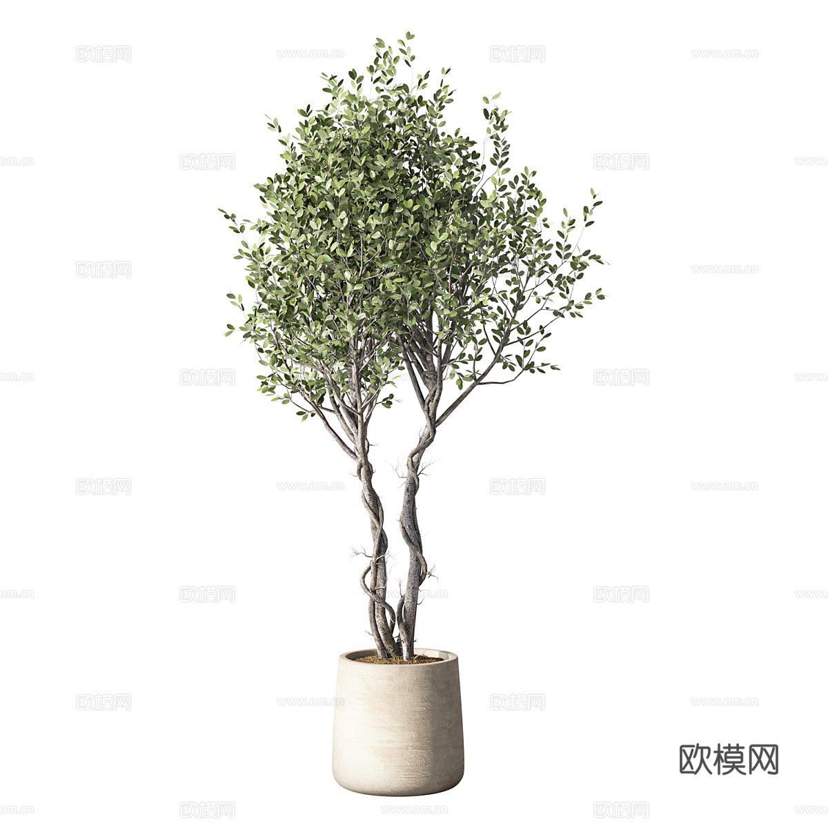 新中式侘寂橄榄树绿植盆栽3d模型
