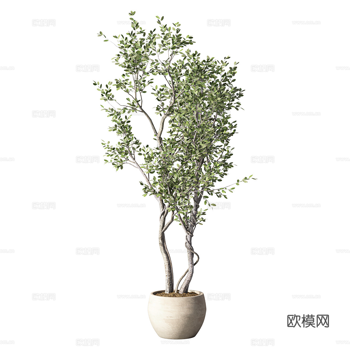 新中式侘寂橄榄树绿植盆栽3d模型