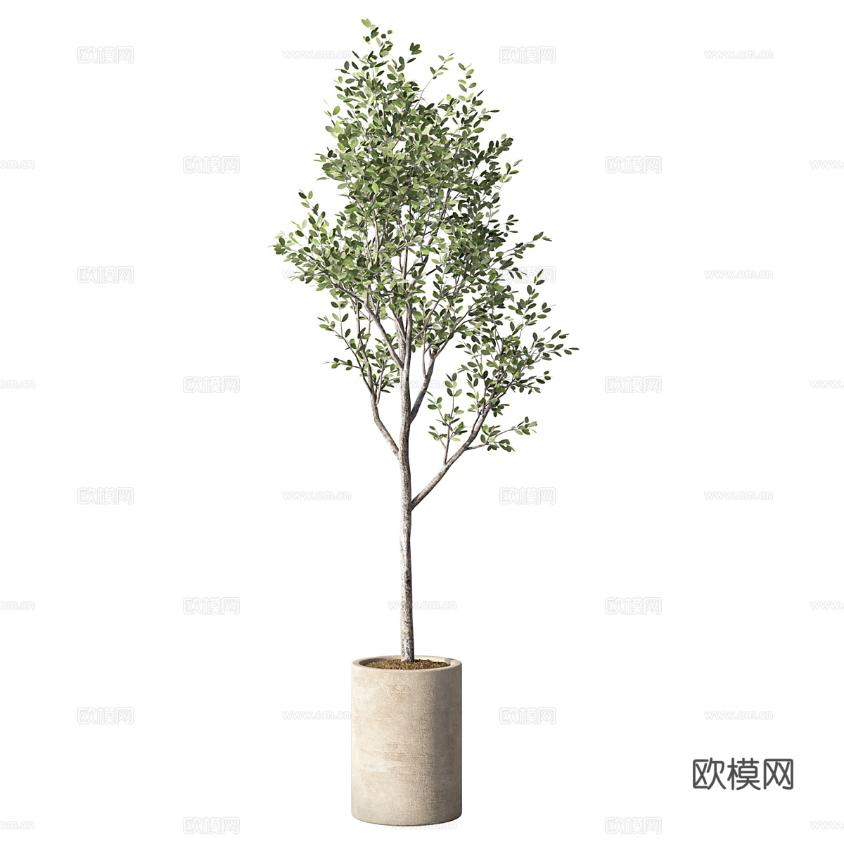 新中式侘寂橄榄树绿植盆栽3d模型