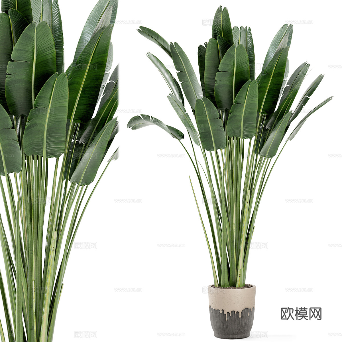 芭蕉叶 绿植 室内植物3d模型