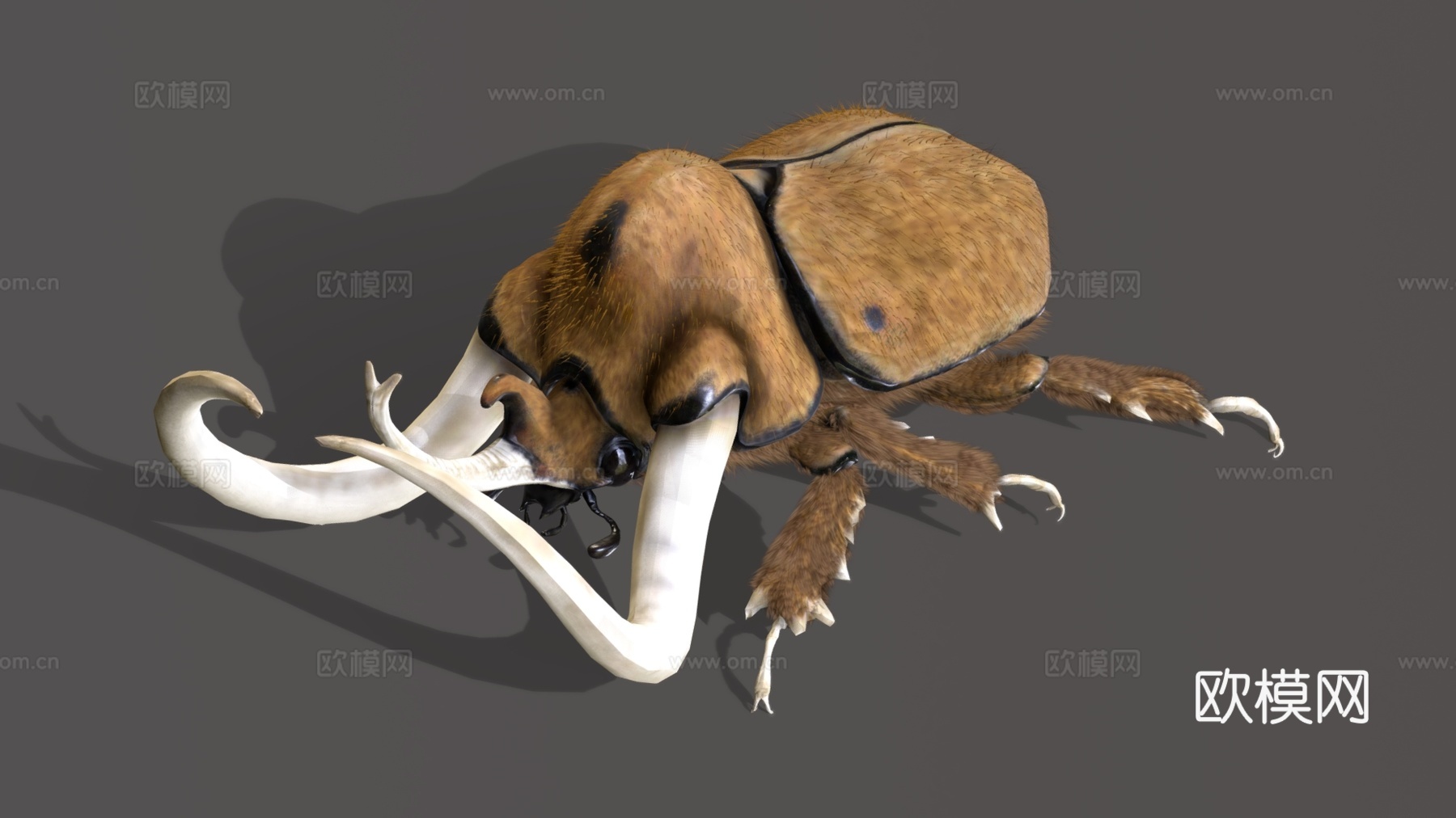 爬行动物 甲壳虫 推屎郎 虫子3d模型