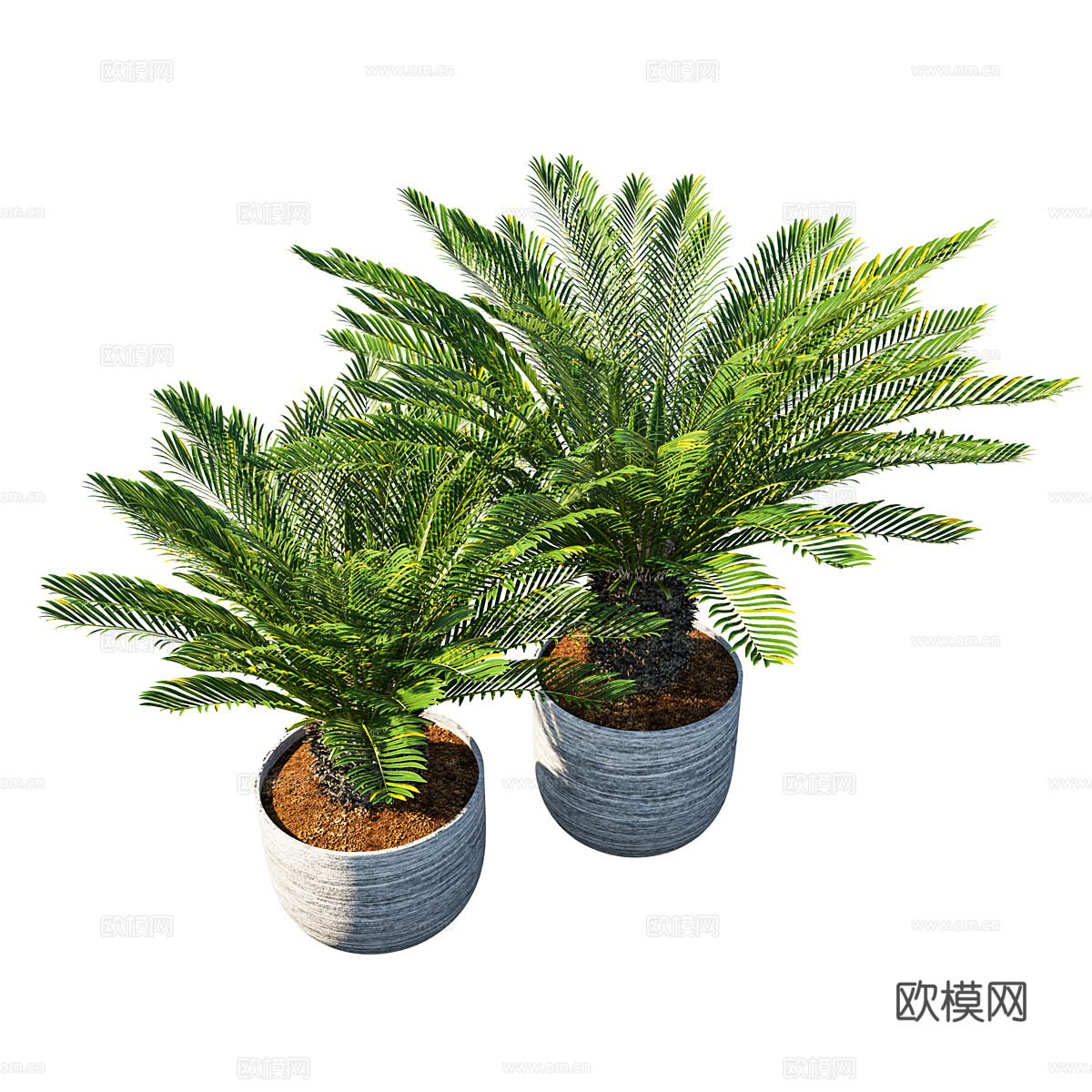 现代意式苏铁 棕榈盆栽3d模型