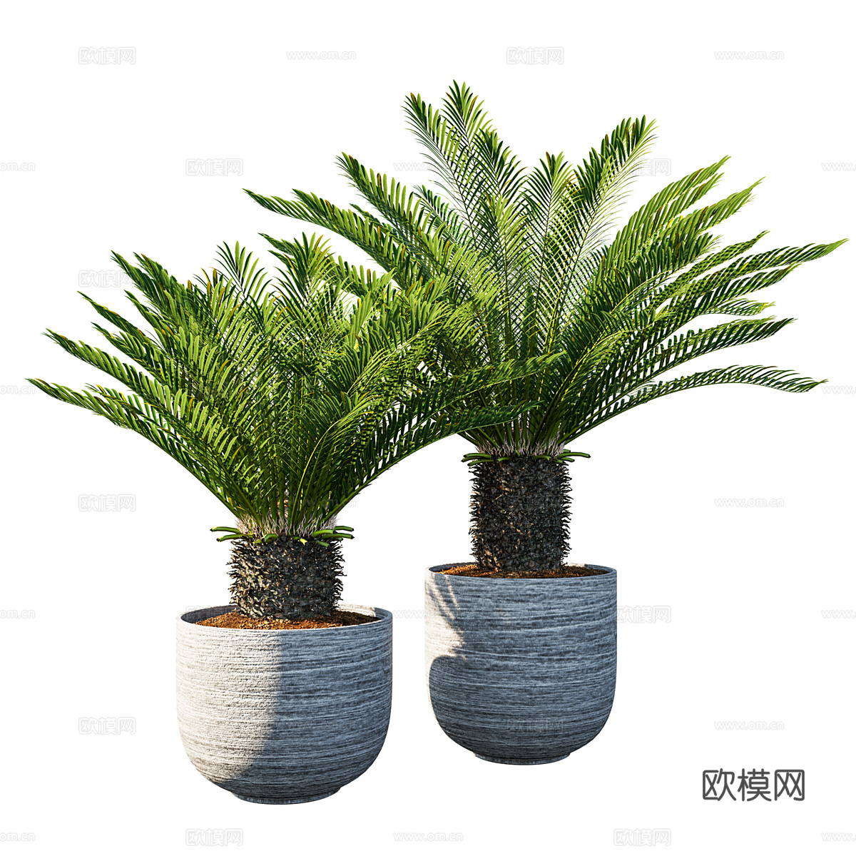 现代意式苏铁 棕榈盆栽3d模型