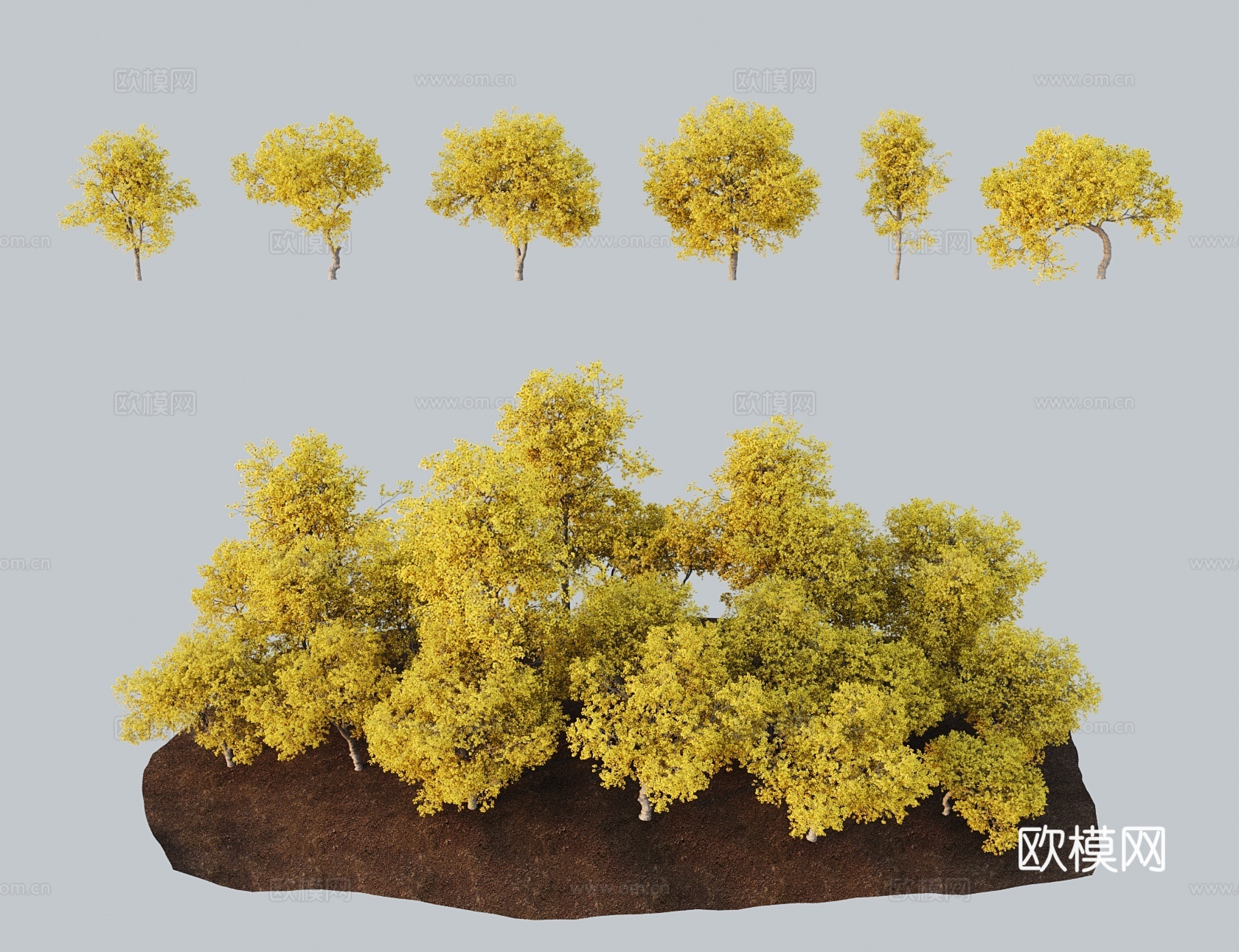 现代景观树 黄花风铃木伊蓓树 巴西风铃木3d模型