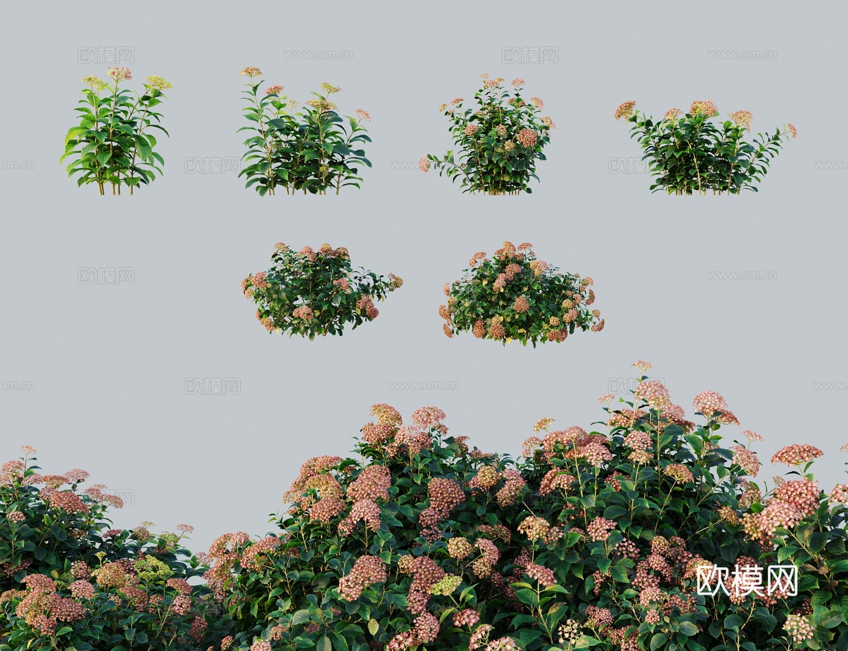 现代花 印度红绣球花 洋绣球八仙花3d模型