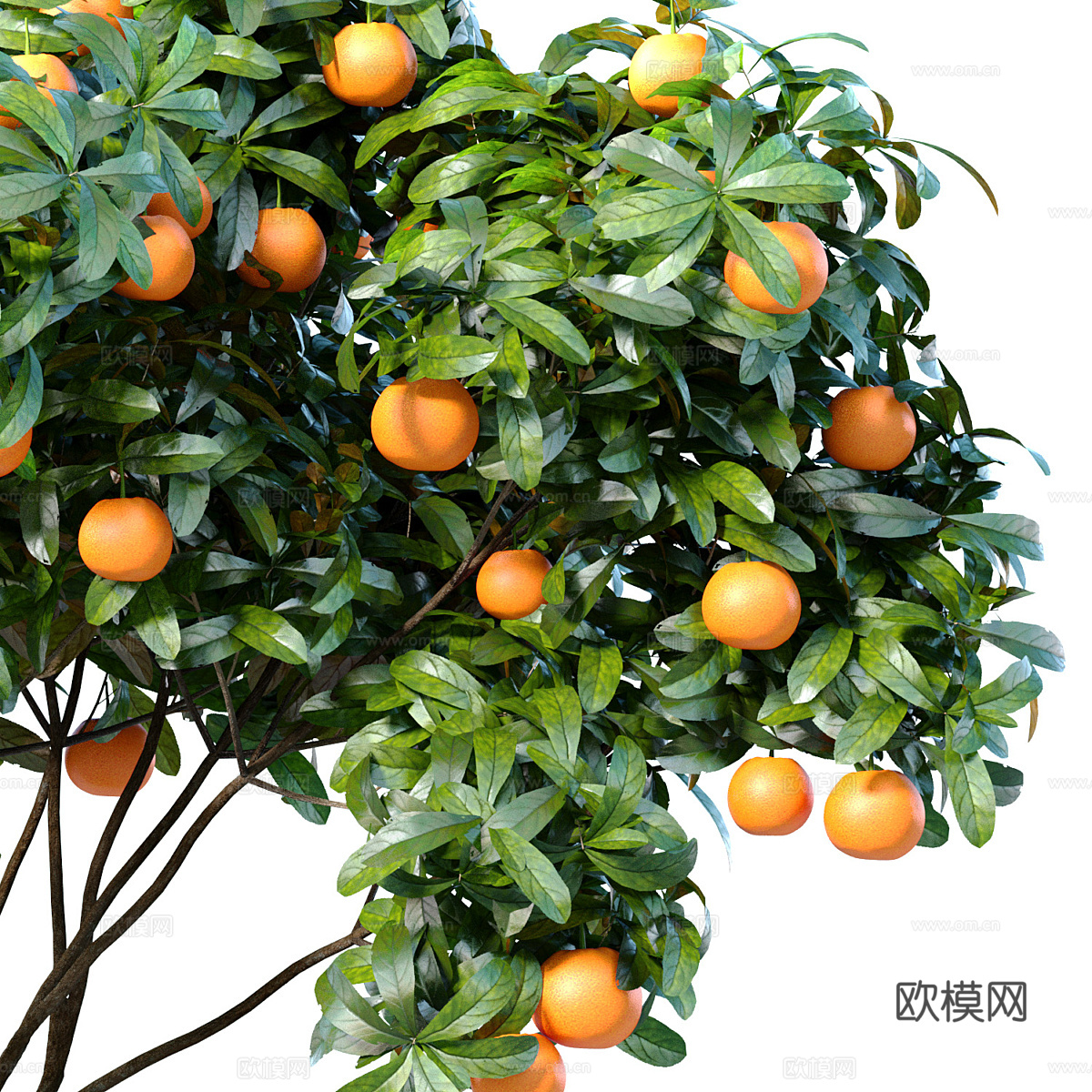 新中式柑橘盆栽3d模型