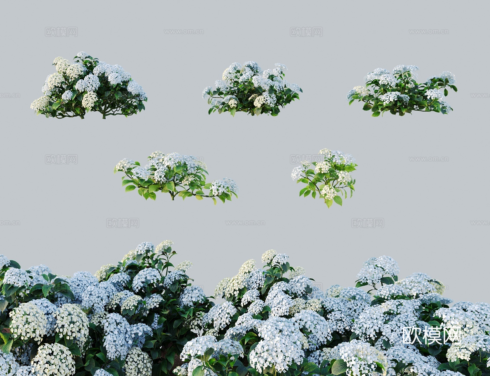 现代花 水蓝绣球花 洋绣球八仙花3d模型