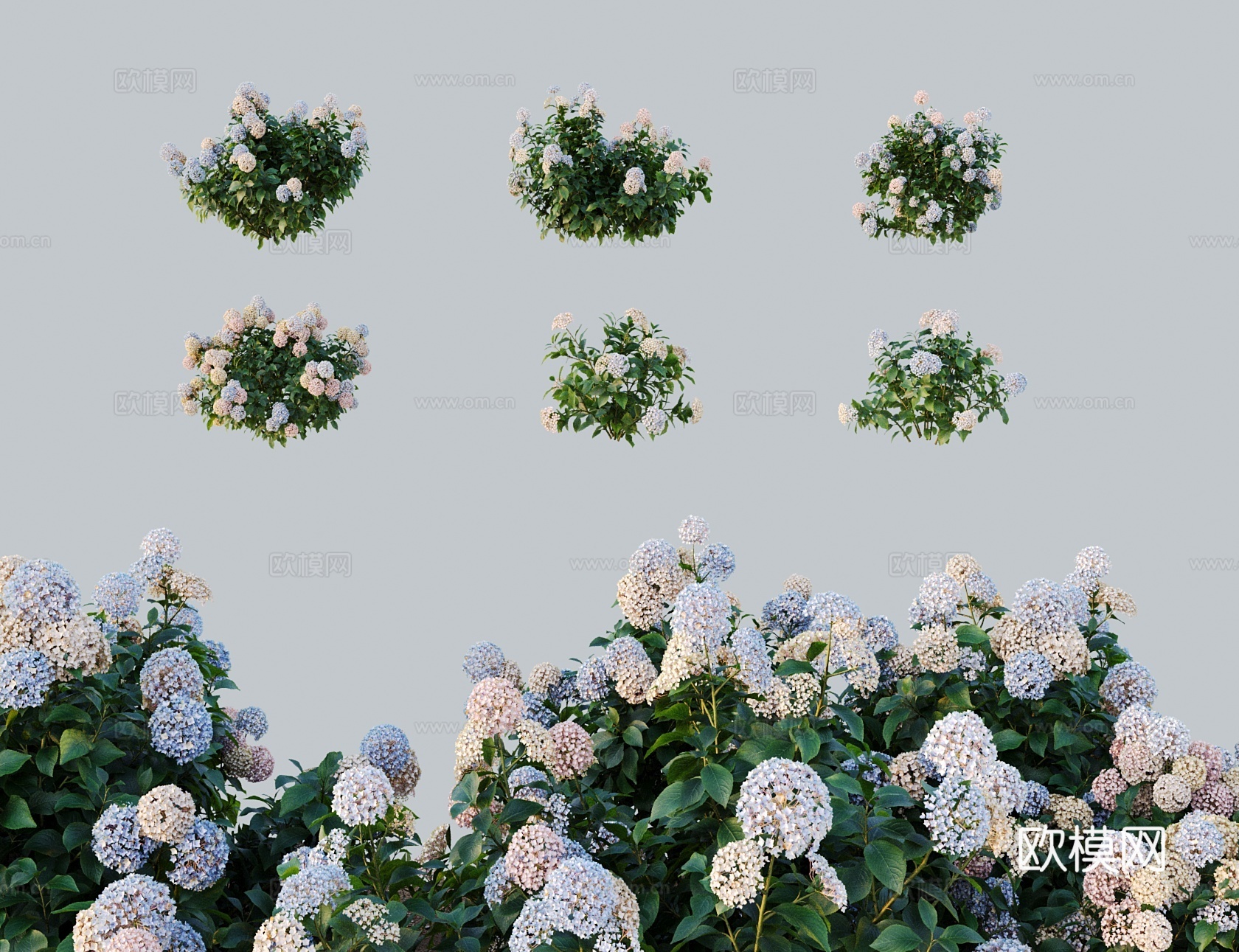 现代花八仙花 混合绣球花洋绣球3d模型
