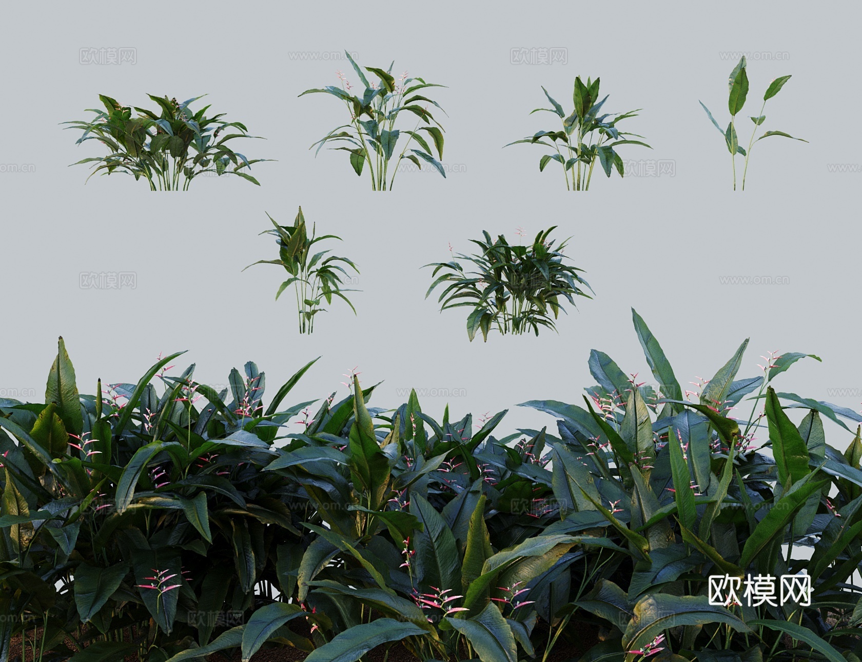 现代乔木灌木 蝎尾蕉银肋赫蕉 火鸟蕉富贵鸟 发财鸟鹤蕉3d模型
