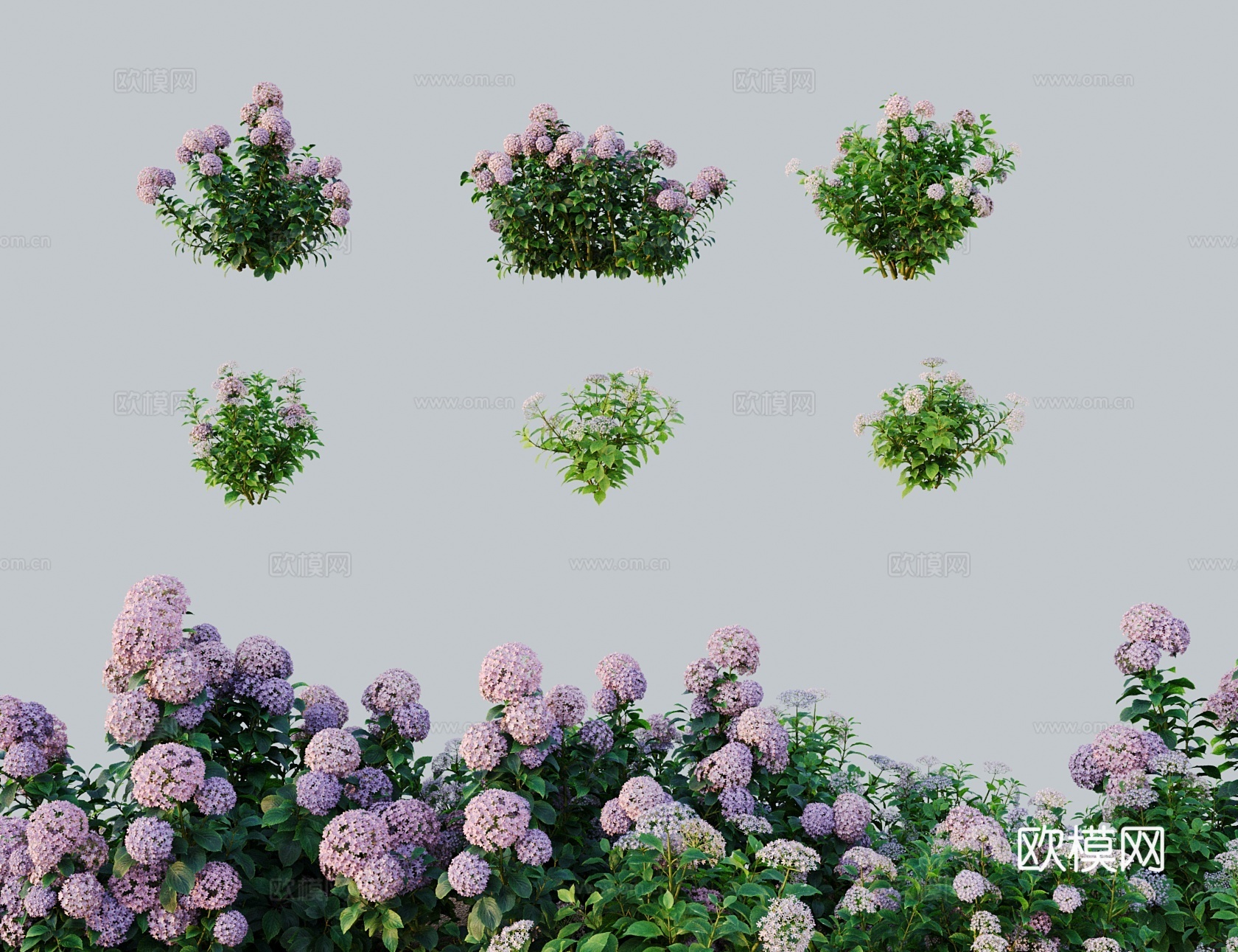 现代花大蓟绣球花 大刺儿菜大刺盖 老虎脷3d模型