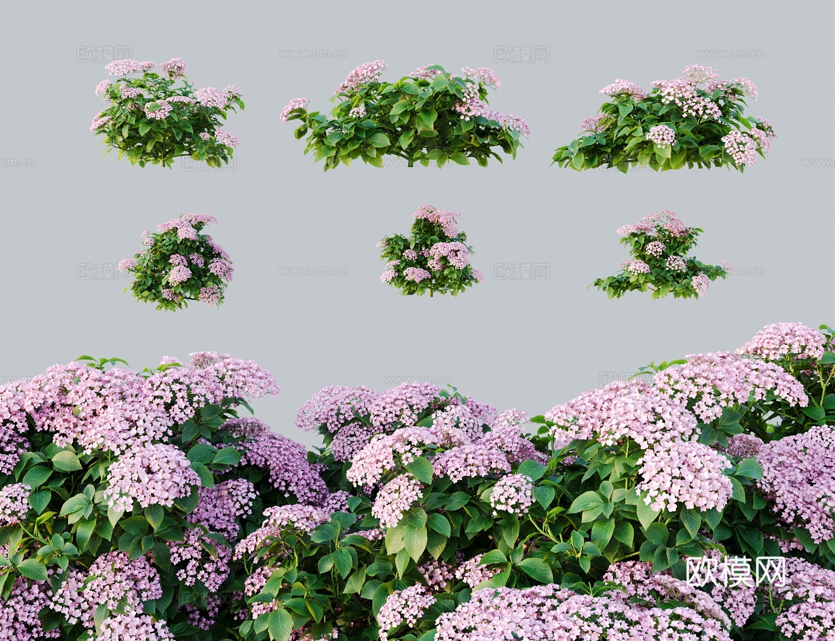 现代花 浅粉红绣球花 洋绣球八仙花3d模型