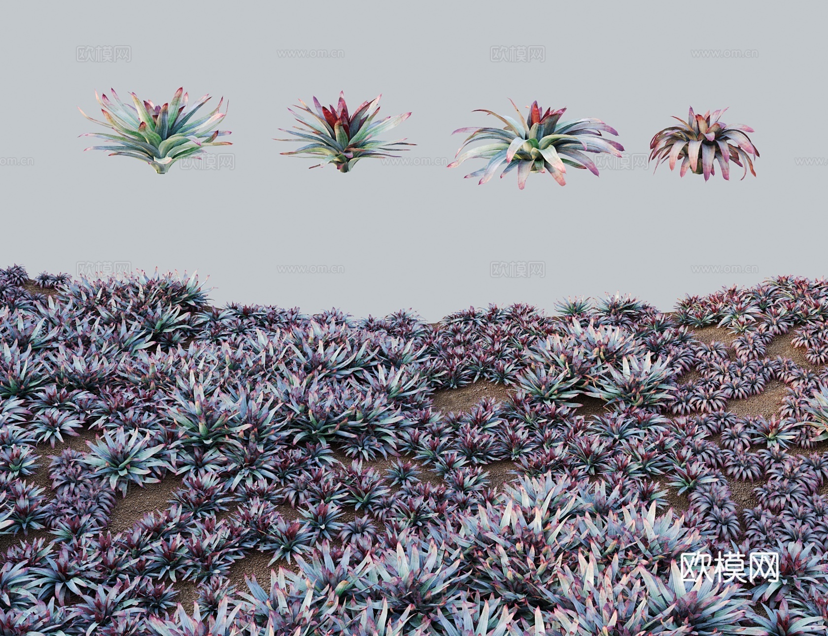 现代乔木灌木 积水凤梨水塔花 鸿运当头3d模型