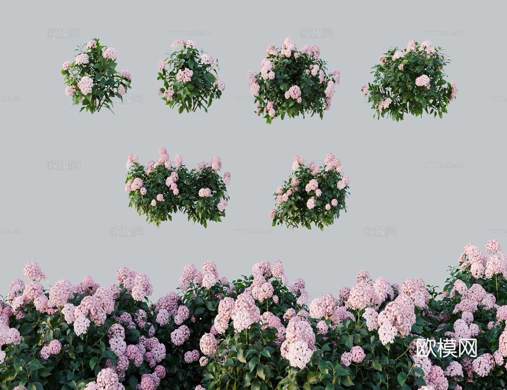 现代花 浅红色绣球花 洋绣球八仙花3d模型