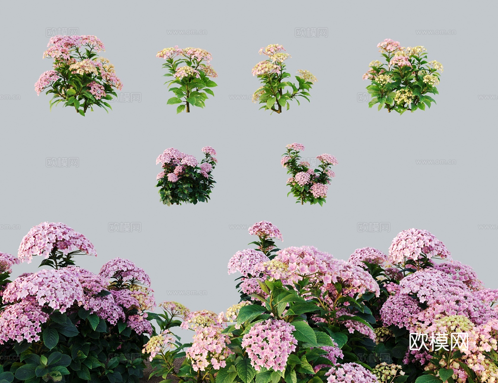 现代乔木灌木木绣球 薄雾玫瑰绣球花 八仙花紫阳花 粉团花绣球3d模型