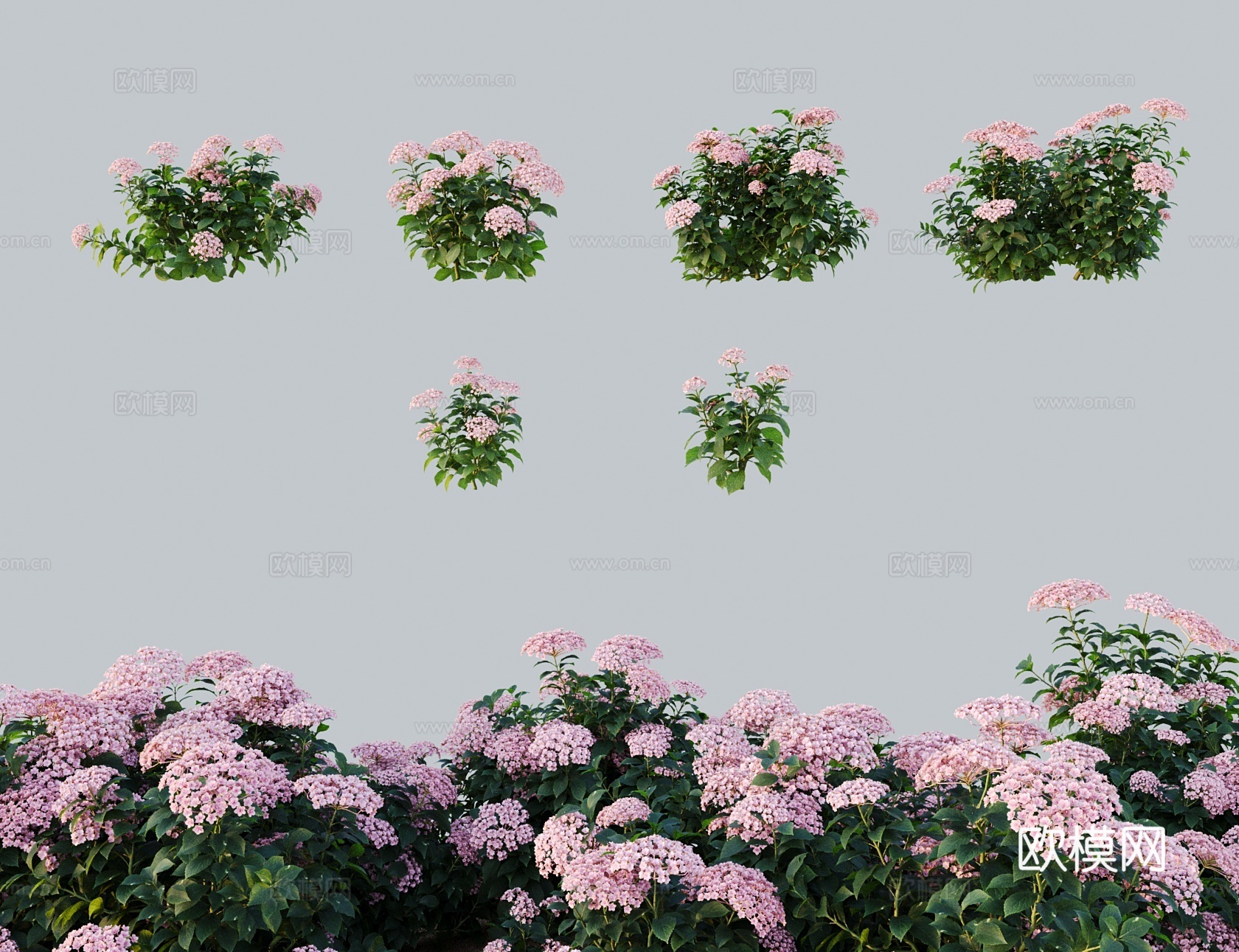 现代花 淡紫色绣球花 紫绣球紫阳花 粉团花八仙花3d模型