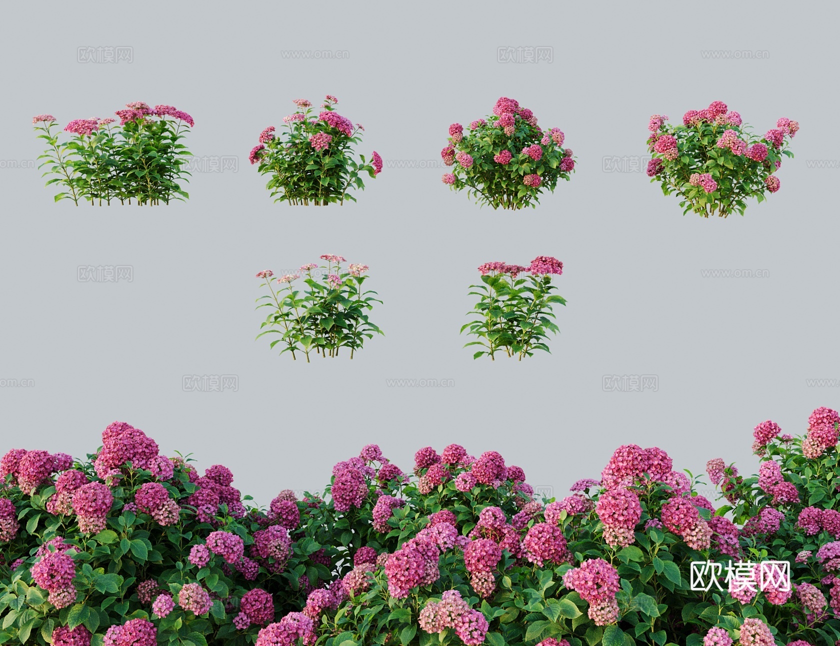 现代花老虎脷 紫绣球紫阳花 粉团花八仙花3d模型