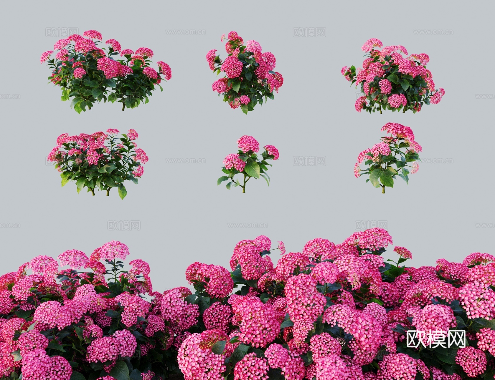 现代花 浅红色绣球花 洋绣球八仙花3d模型