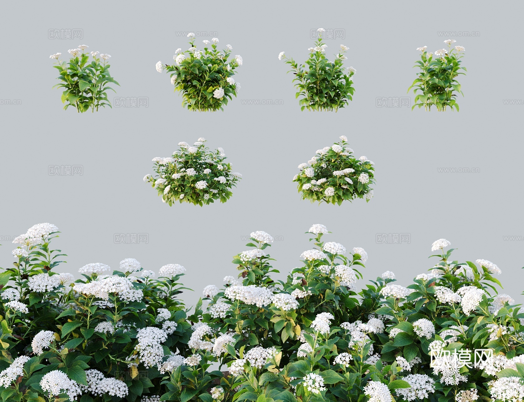 现代乔木灌木 白色绣球花八仙花 紫阳花七变化 木绣球绣球荚蒾3d模型