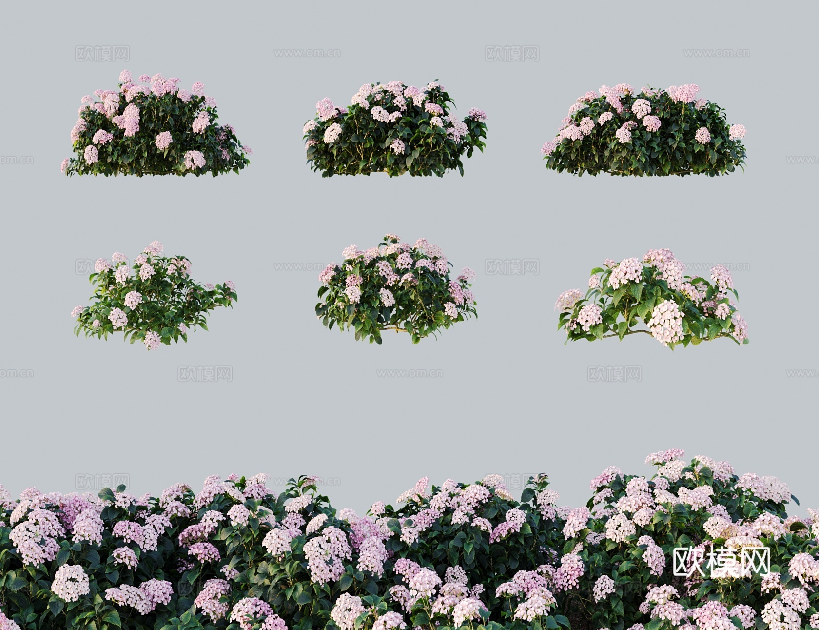 现代花 粉红色绣球花 粉团花八仙花3d模型