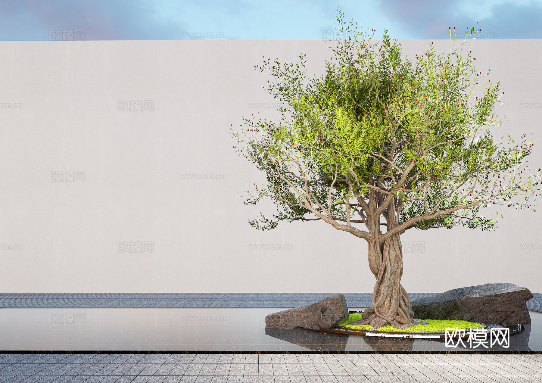现代植物 景观造型树 老桩橄榄树免费su模型