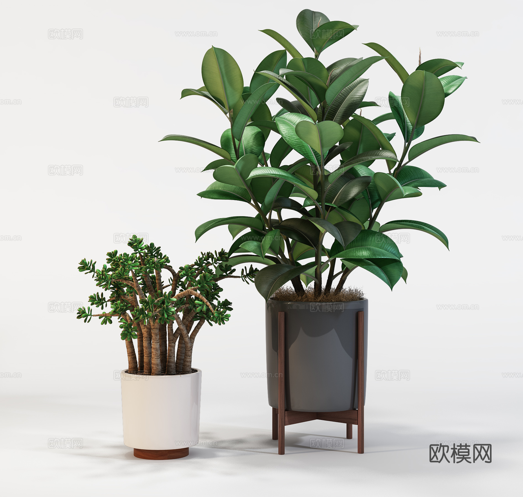 现代植物花草  绿植盆栽    室内绿植3d模型