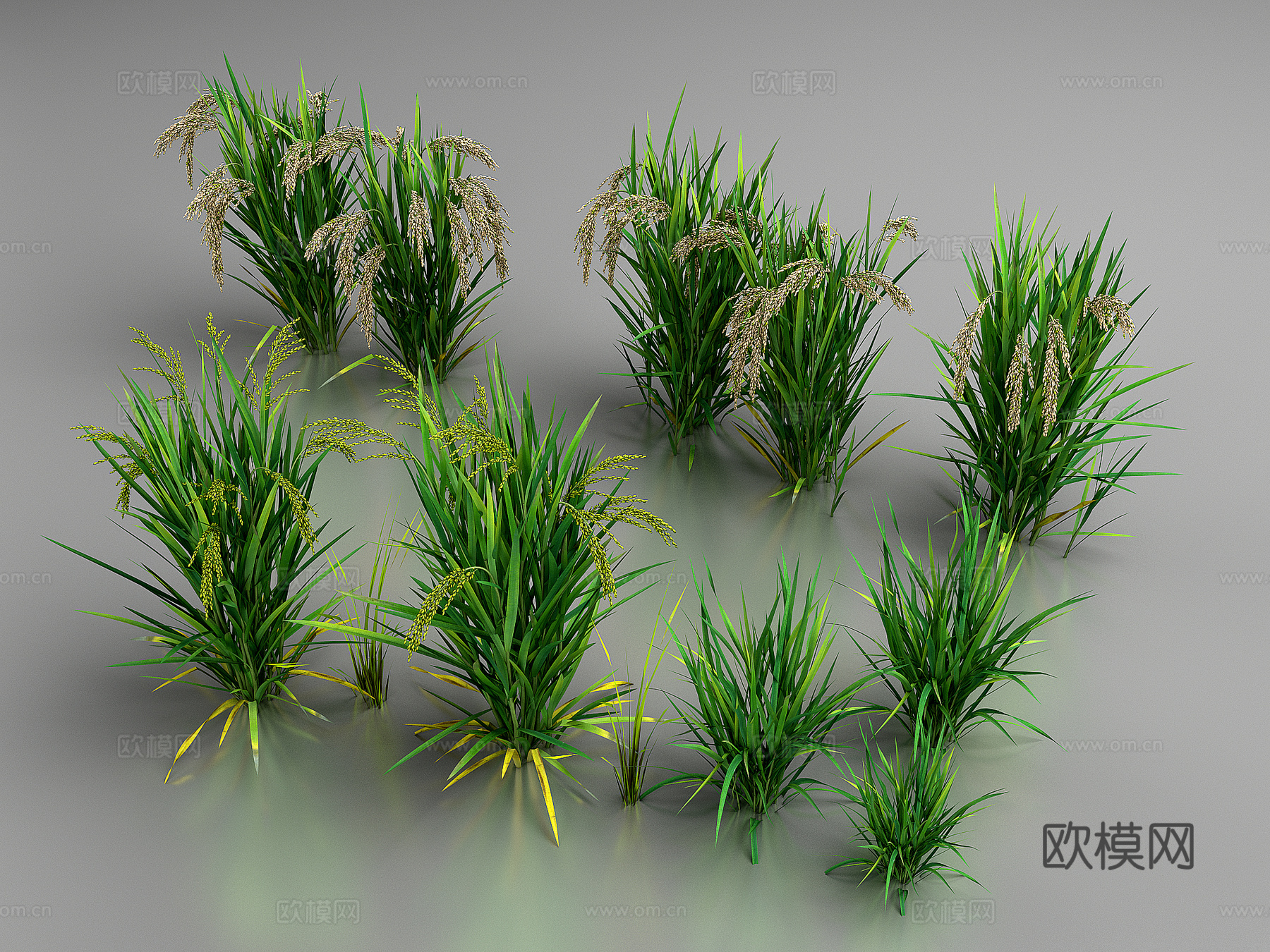 水稻  农作物3d模型