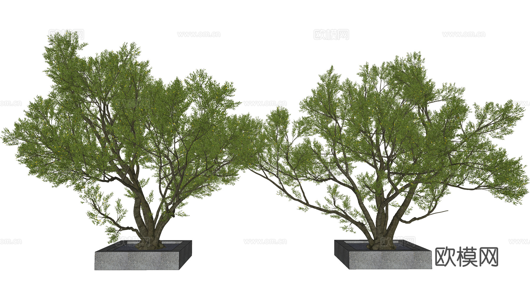 现代景观树 乔木 老桩大树 庭院造景树 植物造景su模型