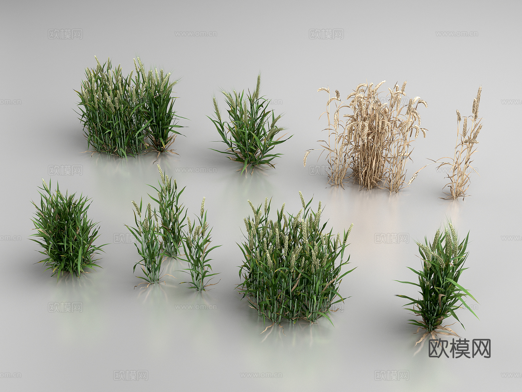 现代农作物   小麦3d模型