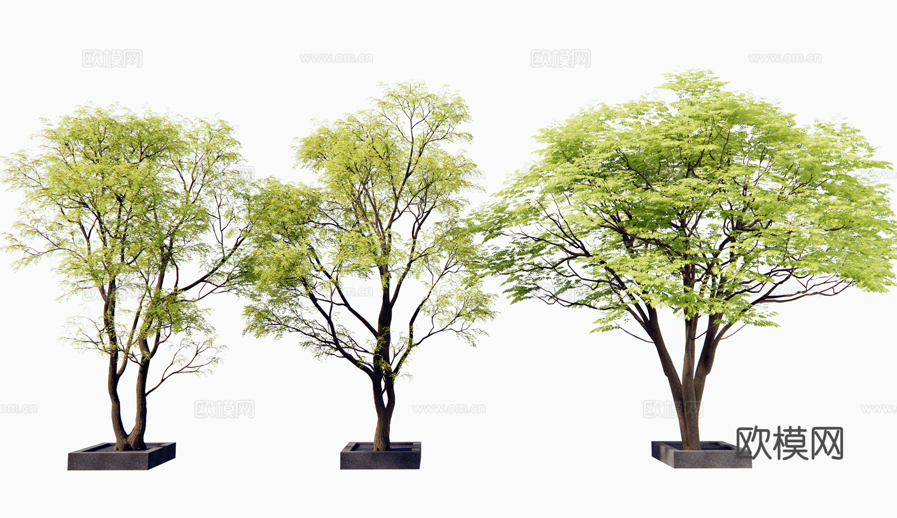 现代景观树 乔木 植物组合 枫树 鸡爪椒3d模型