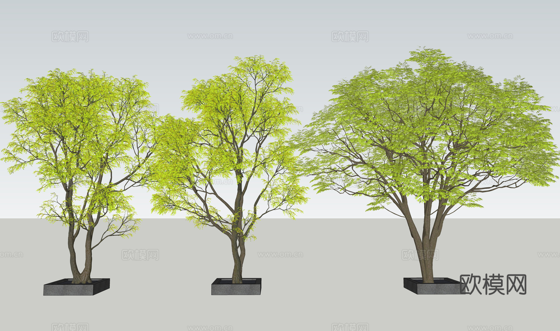 现代景观树 乔木 植物组合 枫树 鸡爪椒su模型