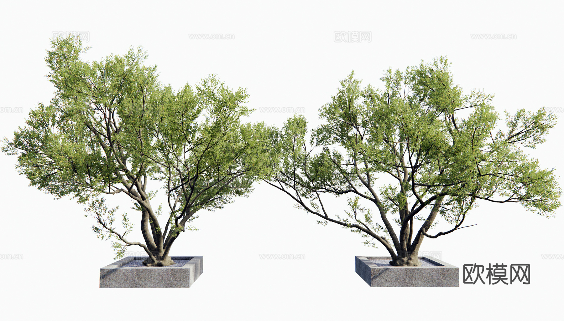 现代景观树 乔木 老桩大树 庭院造景树 植物造景su模型