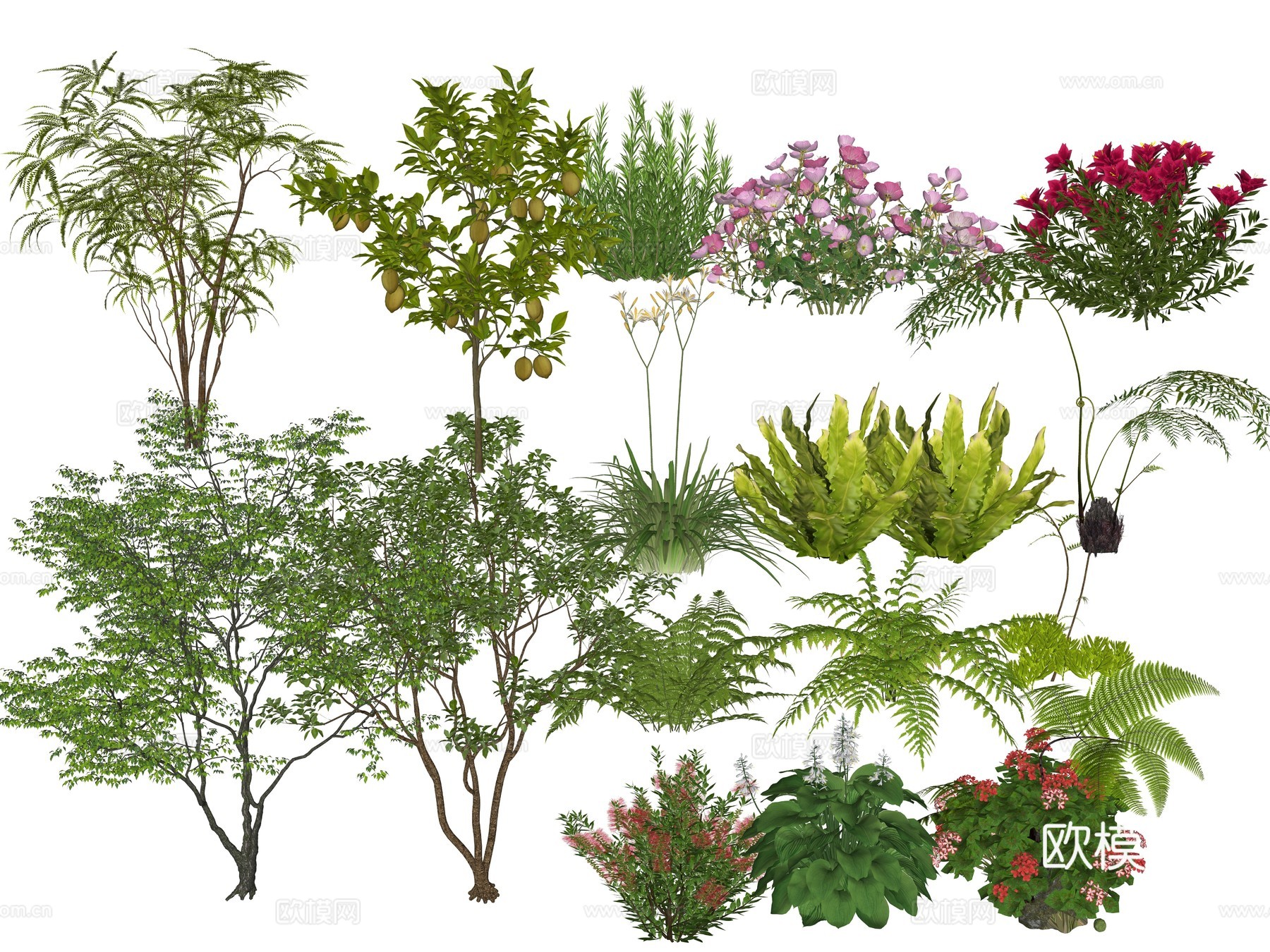 庭院植物花草 草花植物 小院景观地被植物 果树植物su模型