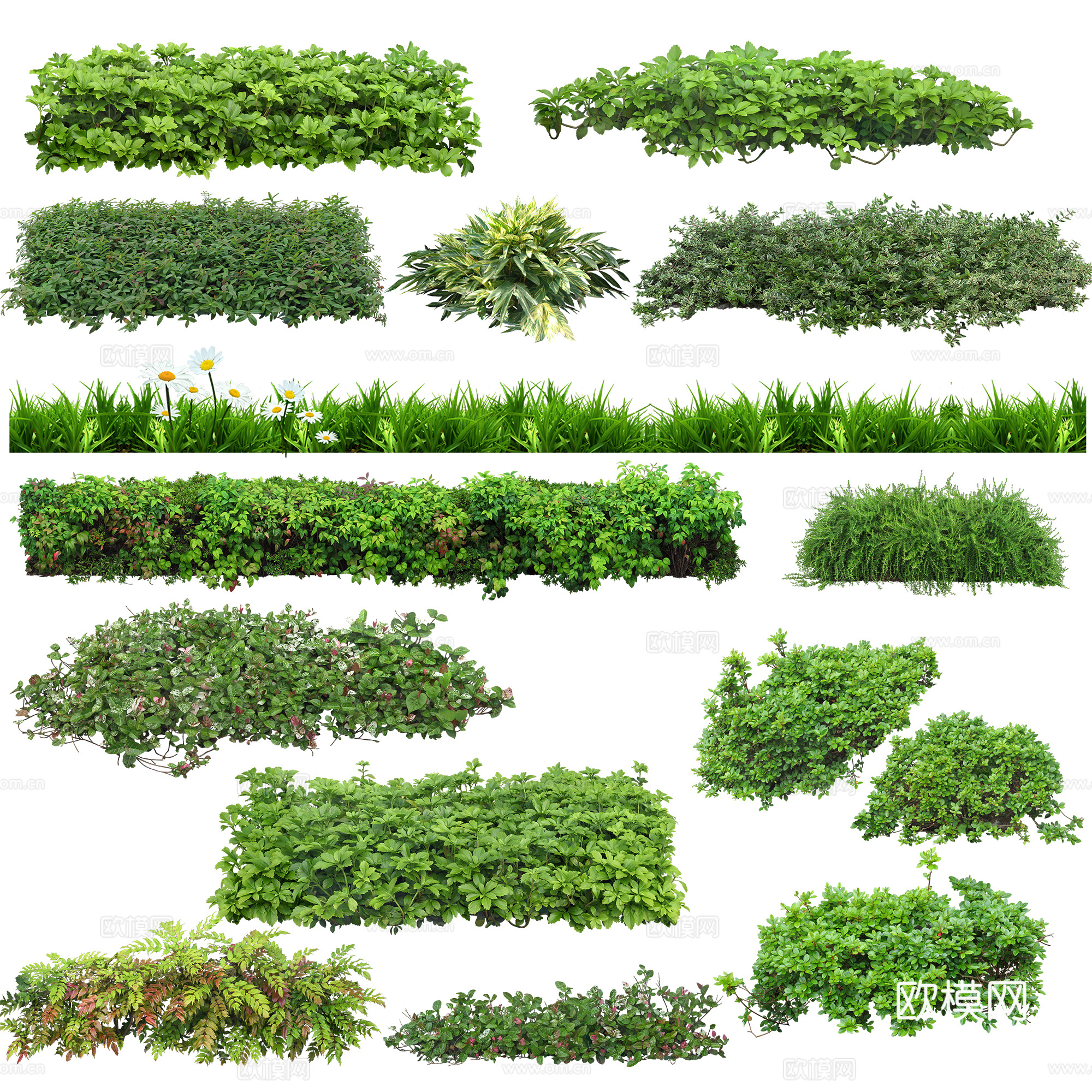 免扣图地被植物