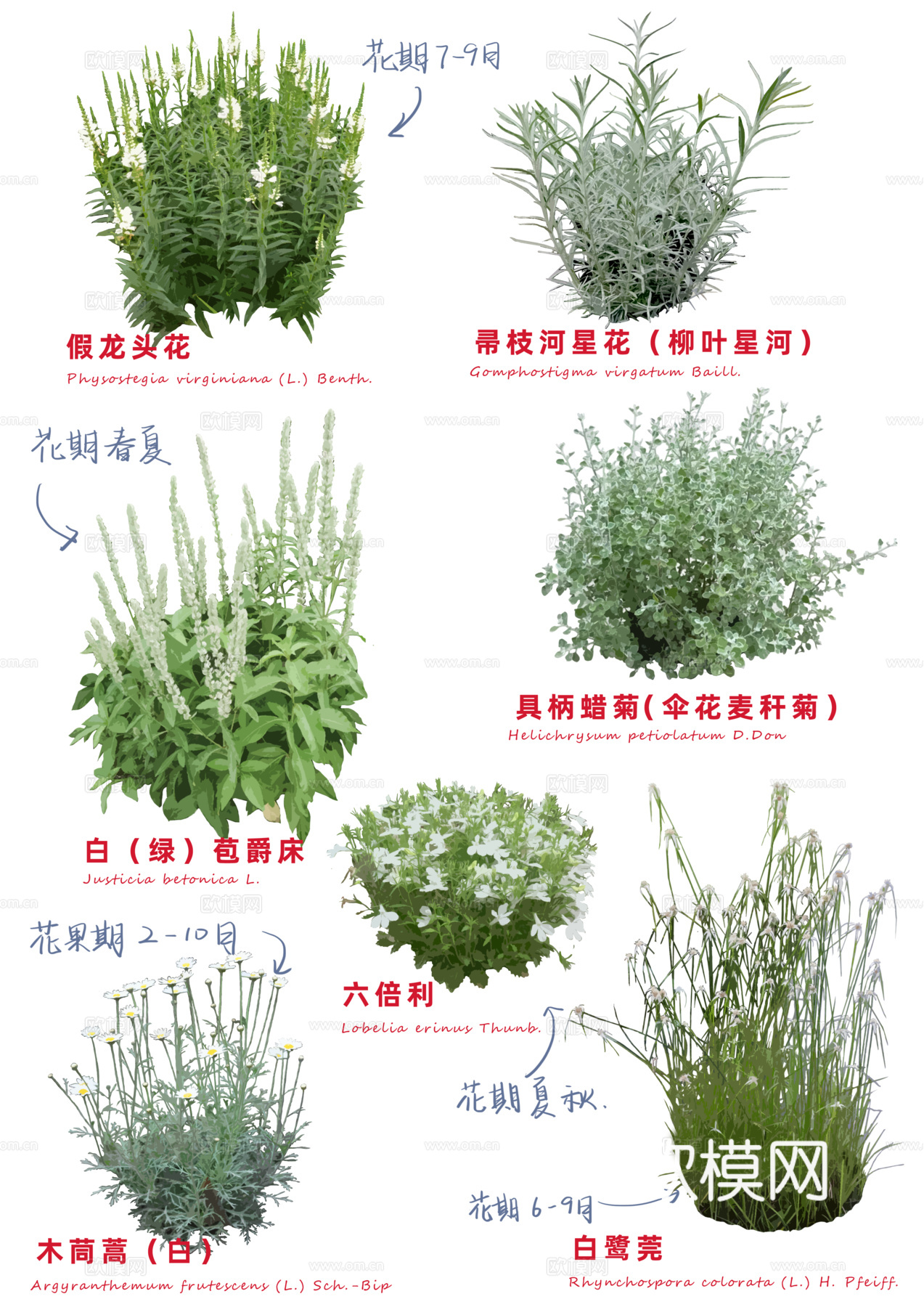 免扣图花草花卉