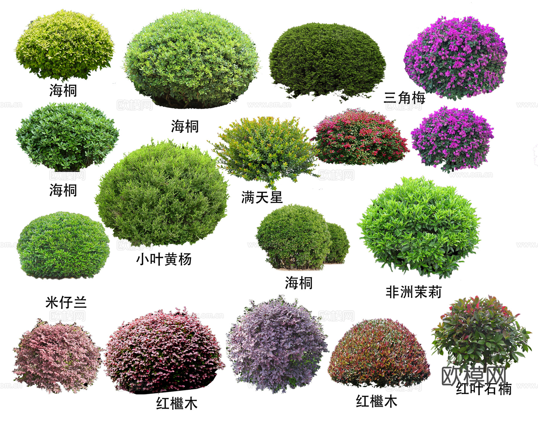 免抠植物