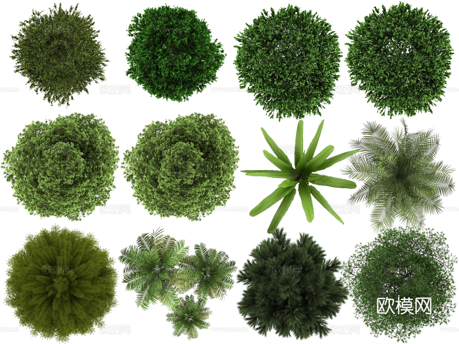 彩平植物免抠