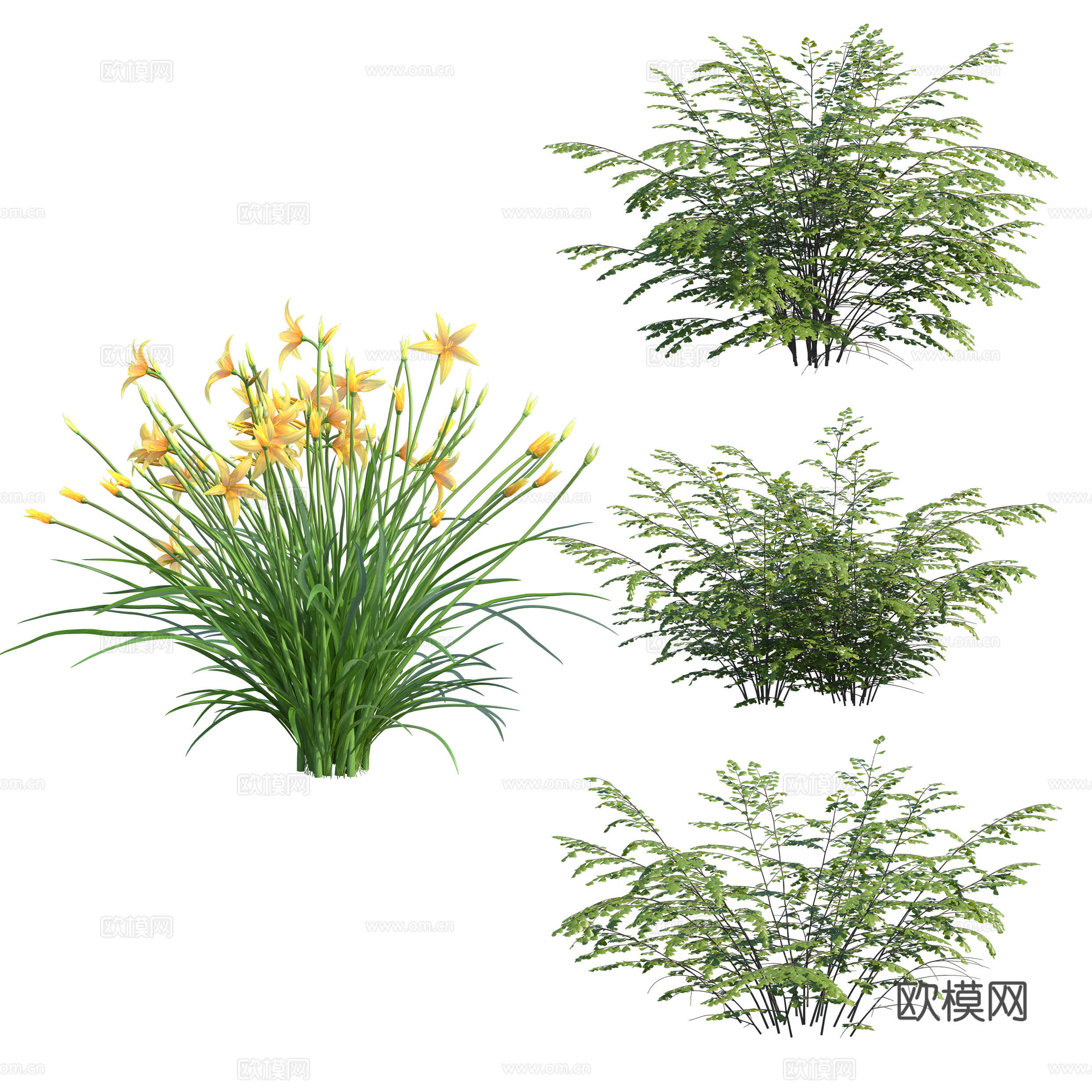 免扣图观赏植物