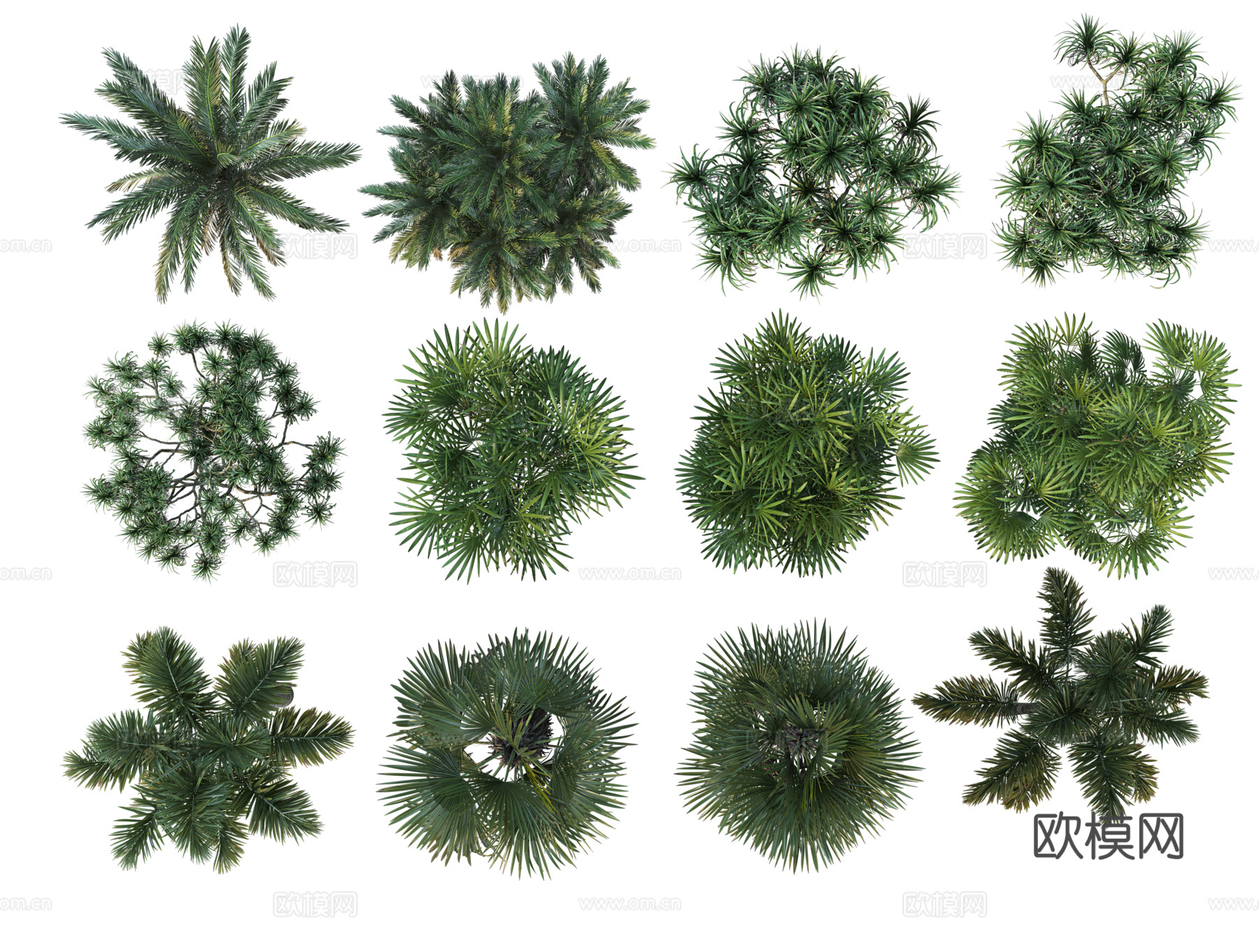 彩平植物免抠
