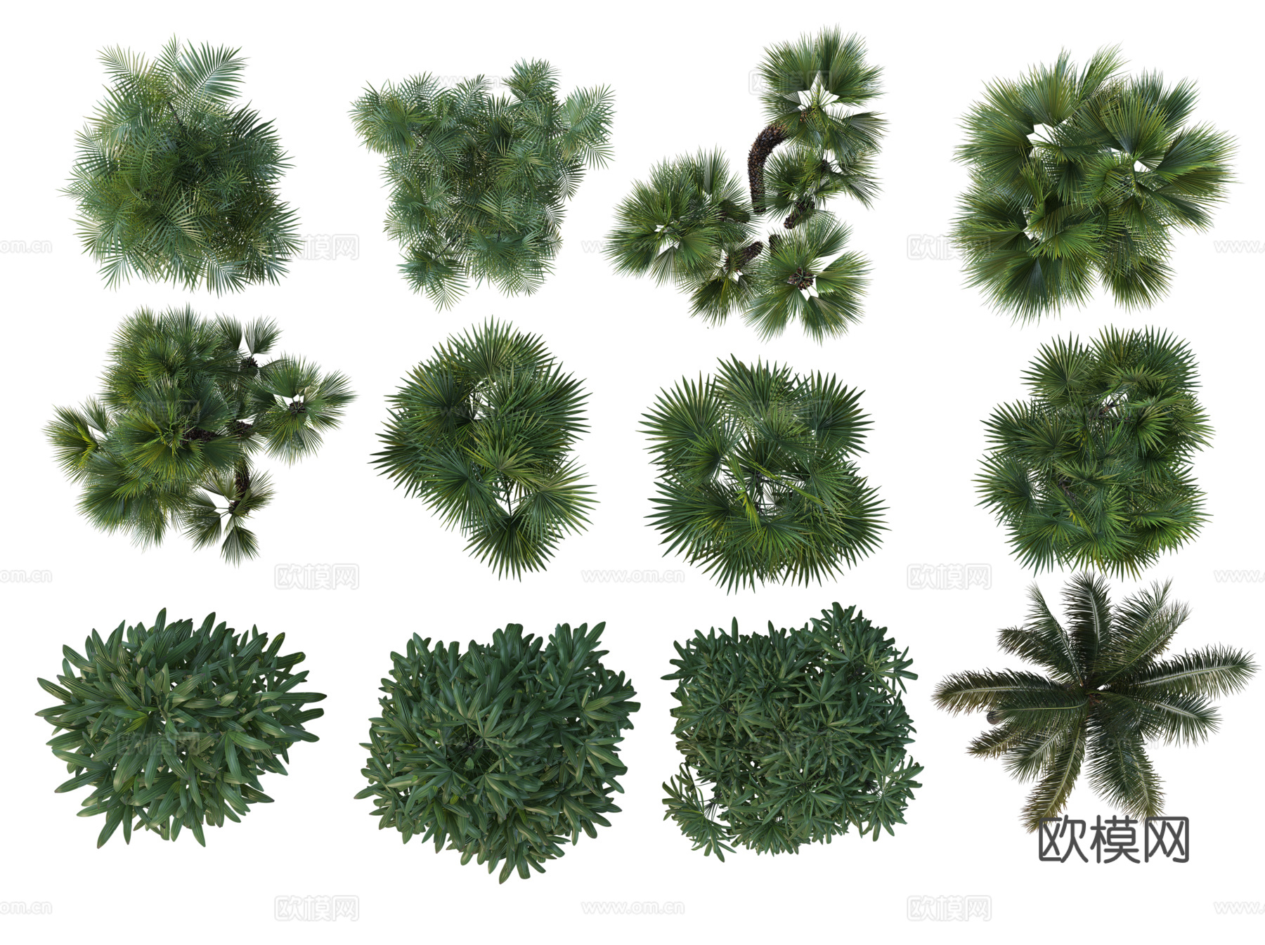 彩平植物免抠